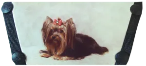 **Yorkie   *