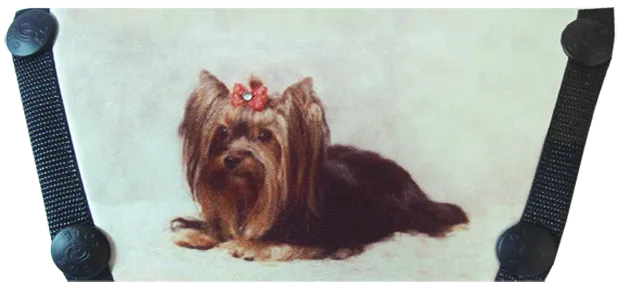 **Yorkie   *